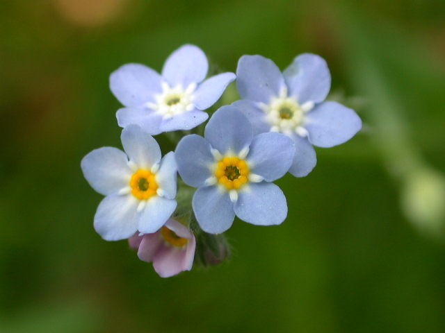 Myosotis sylvatica / Nontiscordardim dei boschi